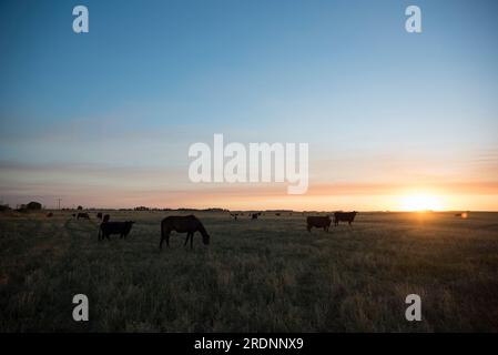 Pferde un die argentinische Landschaft, La Pampa Provinz, Patagonien, Argentinien. Stockfoto