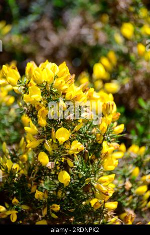 Die gelben Blumen von Ulex, gemeinhin als Gorse, Furze oder Whine bekannt, sind die Gattung der blühenden Pflanzen der Familie Fabaceae. Stockfoto