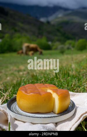 Spanischer geräucherter Hartkäse aus Pria, der von ländlichen Milchbauern in Asturien, Spanien, aus pasteurisierter Kuhmilch oder mit Ziegen- oder Schafsmilch hergestellt wird Stockfoto