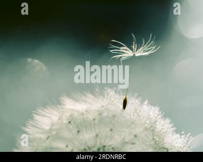 Weißer flauschiger Löwenzahn in Wassertröpfchen auf grünem Hintergrund, Unschärfe-Licht, Bokeh Stockfoto