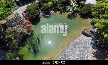 Blick auf die Drohne, japanischer Garten, Teich und weiße und lila Rhododendron Blüten und japanischer Ahornbaum und rote KOI Karpfen im Wasser und (vielleicht Stockfoto