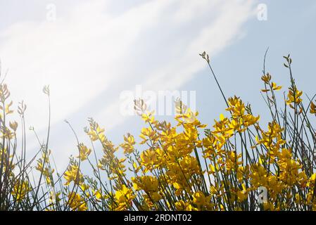 Gelbe Blumen vor blauem Himmel mit Wolken und hellem Sonnenschein Stockfoto