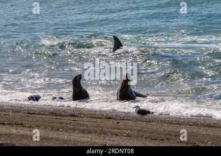 Orcas jagen Seelöwen, Halbinsel Valdes, Chubut, Patagonien, Argentinien. Stockfoto