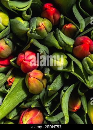 Geschlossene Knospen roter Tulpen, Gruppe - Draufsicht Stockfoto