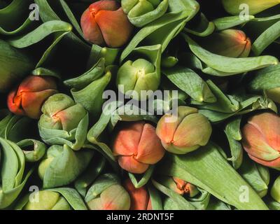 Draufsicht auf ein Strauß von Tulpen, Tulpen sind rot und gelb, Knospen geschlossen Stockfoto