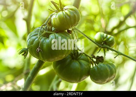 Nahaufnahme von grünen Beefsteak-Tomaten auf einem Zweig Stockfoto