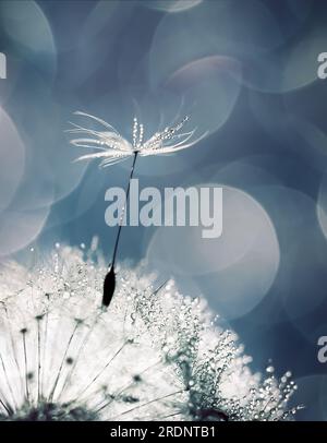 Weißer flauschiger Löwenzahn in Wassertröpfchen auf blauem Hintergrund, Unschärfe-Licht, Bokeh Stockfoto