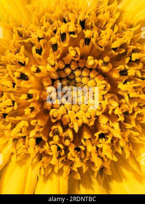 Makroblüte einer jungen Sonnenblume. Geringe Schärfentiefe. Natürlicher blumiger gelber Hintergrund. Stockfoto