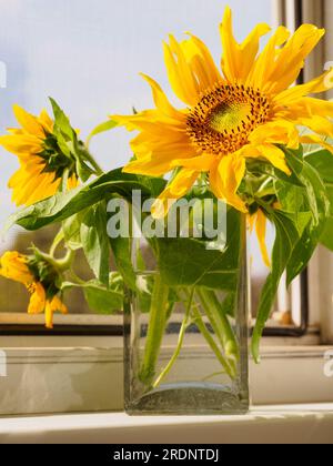 Ein Strauß junger Sonnenblumen in einer quadratischen Glasvase auf dem Fensterbrett neben dem offenen Fenster. Heller, sonniger Tag, doppelt verglastes Fenster mit Moskitoschutz Stockfoto