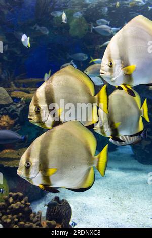 Helle tropische Fische Stockfoto