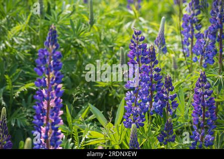 Hummeln sammeln Nektar aus Lupin im Frühjahr Stockfoto
