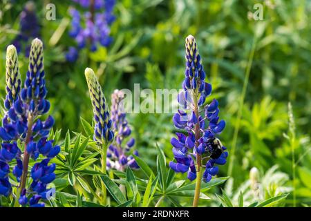 Die gemeine östliche Bumble-Biene-Seite, die Lupin füttert Stockfoto