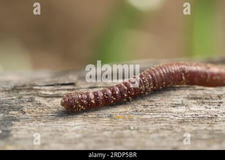 Ein Wurm auf Holzfläche vor unscharfem Hintergrund, Nahaufnahme Stockfoto