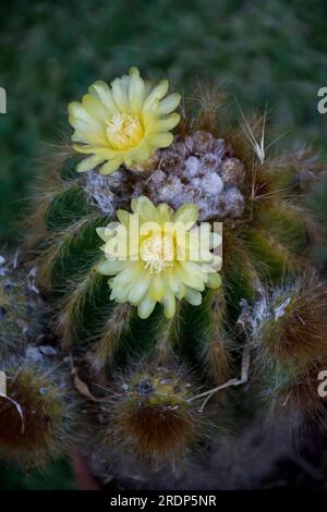 Nahaufnahme von im Sommer blühenden gelben Kaktusblumen Stockfoto