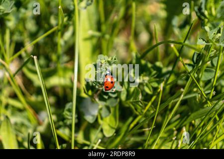 Rote und schwarze Flecken Marienkäfer - Coccinellidae - auf grüner Grasklinge - natürlicher Hintergrund - unscharfer Hintergrund Stockfoto