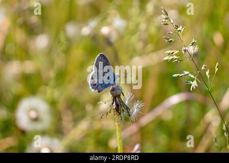 Blauer Schmetterling mit schwarzen Flecken auf Flügeln hoch oben auf einer getrockneten Löwenblume - nach rechts - verschwommener, hoher Grashintergrund Stockfoto