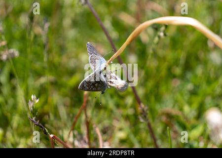 Zwei Blaue Schmetterlinge paaren sich auf einem Pflanzenstamm in einem grünen Feld Stockfoto