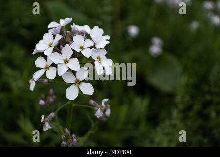 Ansammlung weißer Blumen mit gelben Mittelpunkten, die auf einer grünen Pflanze mit kleinen Blättern wachsen - unscharfer grüner Gartenhintergrund Stockfoto