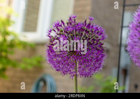 Lila Blume aus Allium mit radialen Blütenblättern auf grünem Stiel an der Ziegelwand Stockfoto