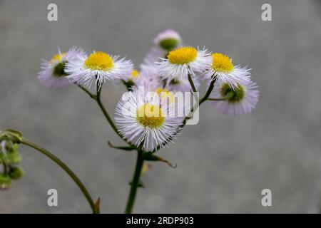 Nahaufnahme weißer und gelber Blüten im Gänseblümchendesign auf Betonhintergrund Stockfoto