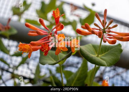 Rote röhrenförmige Blüten mit gelben Mittelpunkten, die von einem grünen grünen, grünen Ast hängen - verschwommener Hintergrund für Kettenglieder-Zaunblätter Stockfoto