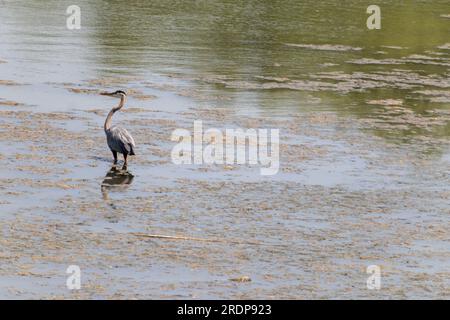 Großer Blauer Reiher mit verlängertem Hals, der auf einem Bein in flachem Wasser steht - neben einem algenbedeckten See Stockfoto