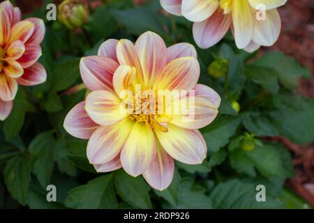 Lebendige Dahlienblume mit gelber Mitte und rosafarbenen Blüten – Nahaufnahme mit unscharfem Hintergrund aus Grün und anderen Blüten. Stockfoto