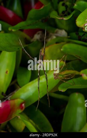 Rufous net-casting Spider, Deinopsis subrufa, Shedding skin, Exoskelett, Molting, Ecdysis, Wild, Malanda, Australien. Stockfoto