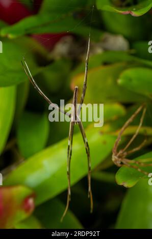 Rufous net-casting Spider, Deinopsis subrufa, Shedding skin, Exoskelett, Molting, Ecdysis, Wild, Malanda, Australien. Stockfoto