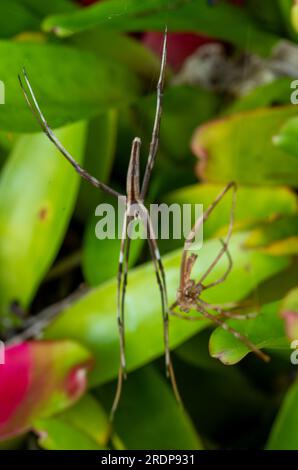 Rufous net-casting Spider, Deinopsis subrufa, Shedding skin, Exoskelett, Molting, Ecdysis, Wild, Malanda, Australien. Stockfoto