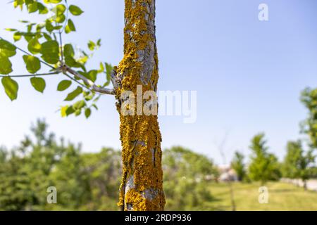 Nahaufnahme des mit gelben Flechten bedeckten Baumstamms - graue Rinde mit tiefen Rillen - blauer Himmel und grüne Blätter im Hintergrund Stockfoto