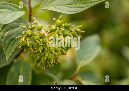 Nahaufnahme grüner Blumenbeeren auf einem Maishundholzbaum - verschwommener Hintergrund Stockfoto