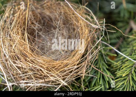 Leeres Vogelnest in Nadelbäumen - Nahaufnahme von trockenen Zweigen und Gräsern - keine Eier oder Babyvögel - grüne Nadeln im Hintergrund - von oben aufgenommen Stockfoto