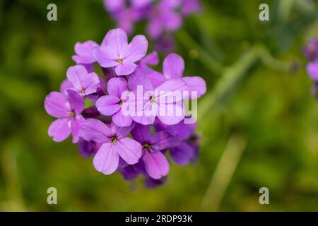 Ansammlung von Verbena bonariensis-Blüten oder Purpletop Eisenkraut - mit je vier lila Blütenblättern - in kreisförmigem Muster angeordnet - wachsen in einem Feld von gr Stockfoto