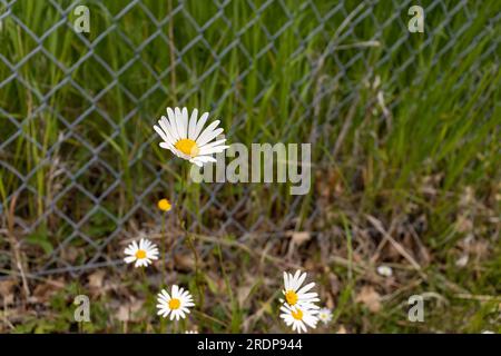 Gänseblümchen-Kettenzaun – weiße Blütenblätter, gelbe Mitte – Metallzaun, Gras, verschwommener Hintergrund Stockfoto