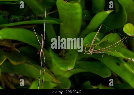 Rufous net-casting Spider, Deinopsis subrufa, Shedding skin, Exoskelett, Molting, Ecdysis, Wild, Malanda, Australien. Stockfoto