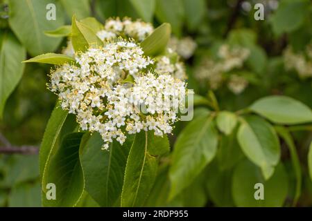Ansammlung weißer Blumen mit gelben Mittelpunkten auf grünem Busch - verschwommener Hintergrund, friedliche und natürliche Stimmung Stockfoto