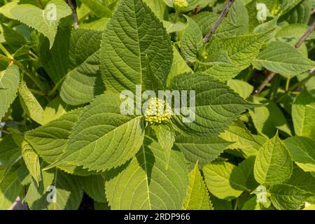 Nahaufnahme einer grünen Pflanze mit kleinen Knospen in der Mitte Stockfoto