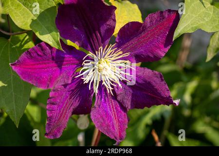 Lila Clematis Blume - Nahaufnahme mit weißer und gelber Mitte - grüne Blätter und verschwommener Hintergrund Stockfoto