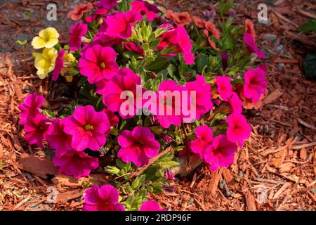 Leuchtende Petunien – rosa und gelb – in einem roten Mulchbett mit grünen Blättern Stockfoto