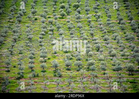 Olivenbäume in Perugia - Italien Stockfoto