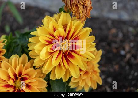 Vier leuchtende Dahlien - orange, gelb und rot - blühen in einem Gartenbett mit grünem Laub und einer getrockneten Blume Stockfoto