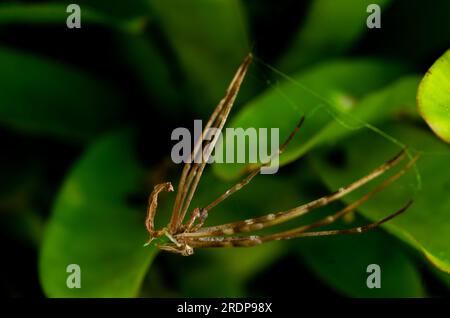 Rufous net-casting Spider, Deinopsis subrufa, Shedding skin, Exoskelett, Molting, Ecdysis, Wild, Malanda, Australien. Stockfoto