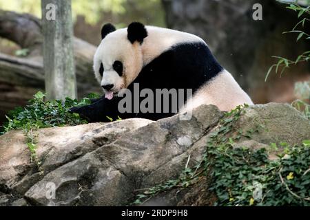 (230723) -- WASHINGTON, D.C., 23. Juli 2023 (Xinhua) -- Giant Panda Mei Xiang wird am 22. Juli 2023 im Smithsonian's National Zoo in Washington, DC, USA, gesehen. Riesenpanda Mei Xiang feierte hier am Samstag ihren 25. Geburtstag. Der Zoo organisierte eine besondere Party, um den Anlass mit ihren Fans zu feiern. (Xinhua/Liu Jie) Kredit: Liu Jie/Xinhua/Alamy Live News Stockfoto