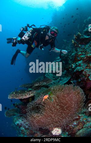 Taucher, Modell veröffentlicht, mit Kamera auf Pink Anemonefish, Amphiprion Periderion, in prachtvoller Sea Anemone, Heteractis Magna, Lekuan Dive s Stockfoto