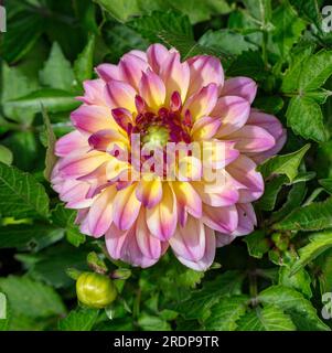 „Hypnotica Rose Bicolor“ Garden Dahlia, Sommardahlia (Dahlia hybrida) Stockfoto