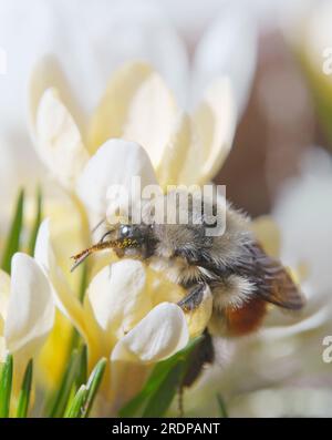 Einheimische Hummeln bedeckt mit Pollen auf einem gelben Krokus im Frühling Nahaufnahme. Stockfoto