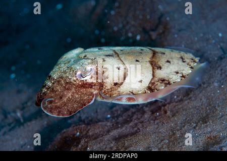 Needle Cuttlefish, Sepia aculeata, Joleha Dive Site, LembritStraits, Sulawesi, Indonesien Stockfoto