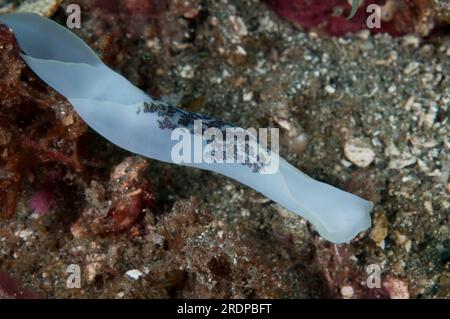 Schöne Headschild-Schnecke, Chelidonura Amoena, Algen-Tauchplatz, Batanta Island, in der Nähe von Sorong, Raja Ampat, West Papua, Indonesien Stockfoto