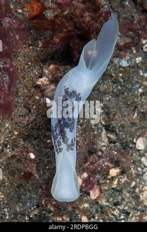 Schöne Headschild-Schnecke, Chelidonura Amoena, Algen-Tauchplatz, Batanta Island, in der Nähe von Sorong, Raja Ampat, West Papua, Indonesien Stockfoto